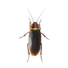 Cockroach on a transparent background

