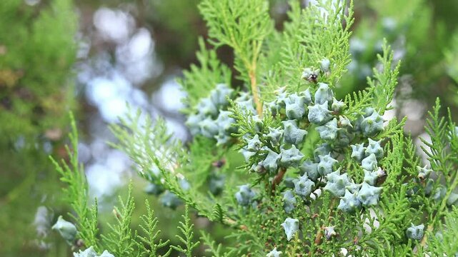 Close-up of young thuja cones. Green thuja tree with young fruits, natural background. Thuja branches with young fruits sway in the wind. Landscaping