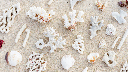 Variety shells and white corals on sand beach. Minimal trend pattern at sunlight. Summertime nature banner Nautical design. Flat lay aesthetics still life composition. Top view, neutral colors