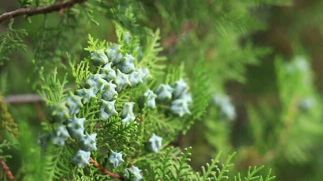 Close-up of young thuja cones. Green thuja tree with young fruits, natural background. Thuja branches with young fruits sway in the wind. Landscaping