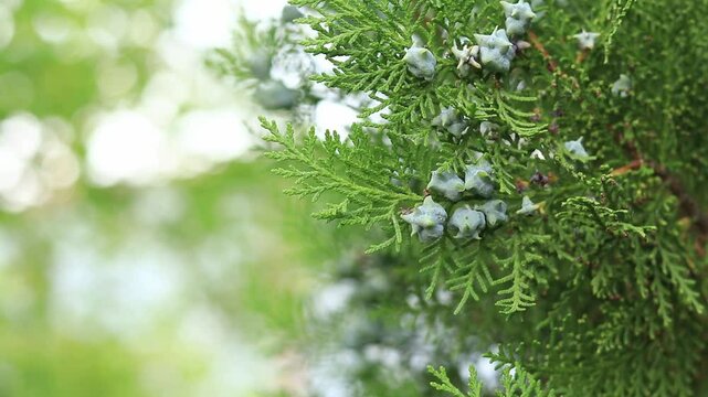 Close-up of young thuja cones. Green thuja tree with young fruits, natural background. Thuja branches with young fruits sway in the wind. Landscaping