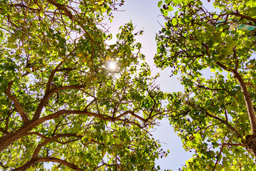 Observing the sun through the trees branches on a clear day
