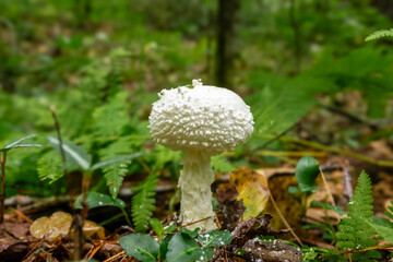 Gentry Falls and Trail Laurel Bloomery, Mushroom