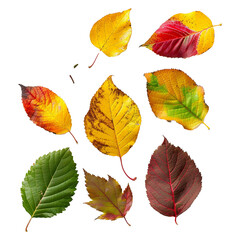 Obraz premium Colorful leave isolated on transparent background