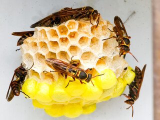 close up  view ,group of yellow jacket