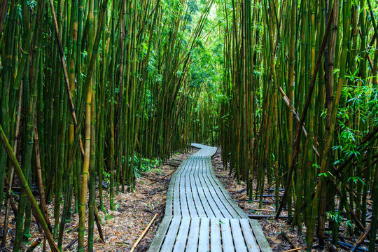 Boardwalk in the bamboo forest, Maui island, Hawaii
