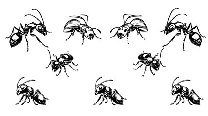 
Sketch of a ant. Vector illustration on transparent background,Insect Insects ant ants emmet pismire banne.r Vector,silhouettes of ants in different poses