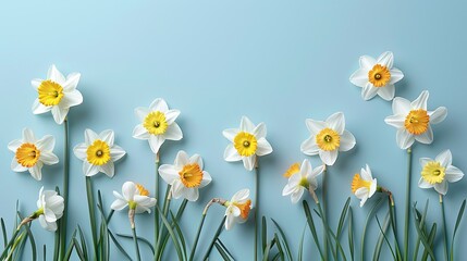 A row of daffodils on a blue background.