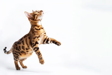Young Bengal cat jump isolated on white background. Domestic pet concept. Copy space