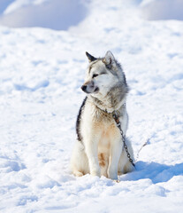 Naklejka premium Sled dog, husky and nature in snow for travel, safety and chains in Ilulissat, Greenland, Denmark. Animal, pet and outdoor with ice, service and eco friendly transport with winter in environment