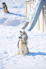 Sled dog, husky and outdoor in snow for travel, safety and chains in Ilulissat, Greenland, Denmark. Animal, pet and nature with ice, service and eco friendly transport with winter in environment