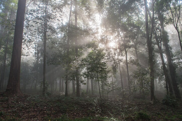Morning fog in the forest