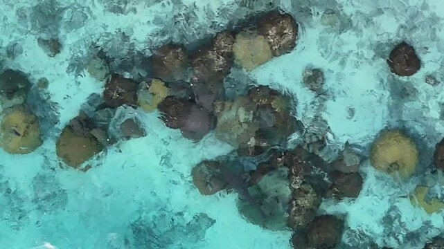 A black tip reef shark swims through coral reefs in clear turquoise blue south pacific ocean water on the shore of the tropical island Bora Bora in French Polynesia.