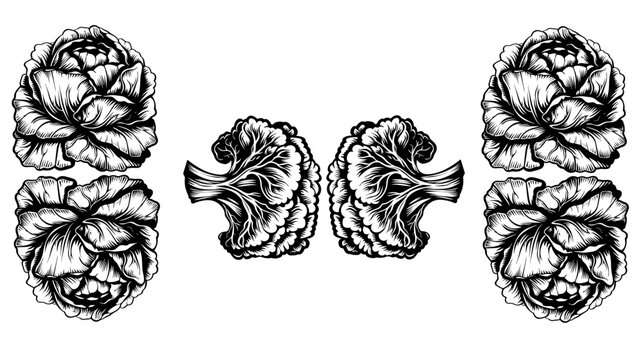 cabbage silhouette, cabbage outline, cabbage icon, cabbage symbol, cabbage graphic