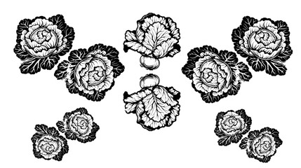 cabbage silhouette, cabbage outline, cabbage icon, cabbage symbol, cabbage graphic