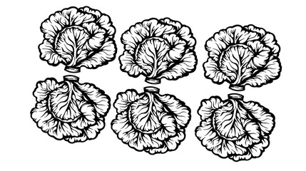 cabbage silhouette, cabbage outline, cabbage icon, cabbage symbol, cabbage graphic