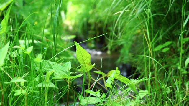 森の中を流れる小川