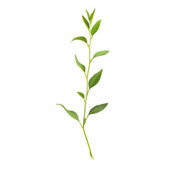 Fototapeta premium Vector illustration of a green leafy plant stem. Ideal for botanical designs, gardening projects, and natural-themed artwork.
