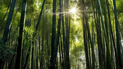 Tropical bamboo forest and sunlight shines onto the ground.