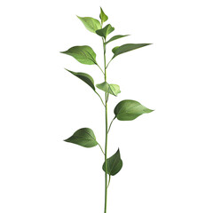 Isolated green plant stem with leaves on a white background, perfect for botanical and nature-themed projects and designs.