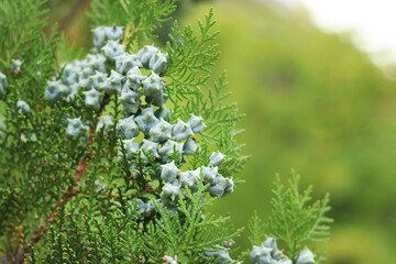 Thuja branches with young fruits. Green thuja tree with young fruits, close-up. Natural background