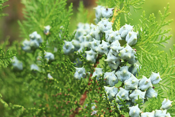 Thuja branches with young fruits. Green thuja tree with young fruits, close-up. Natural background