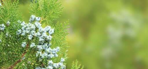 Thuja branches with young fruits. Green thuja tree with young fruits, close-up. Natural background