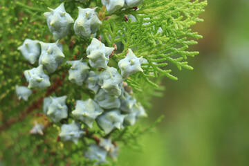 Thuja branches with young fruits. Green thuja tree with young fruits, close-up. Natural background