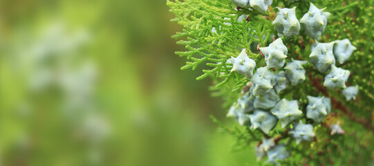 Thuja branches with young fruits. Green thuja tree with young fruits, close-up. Natural background