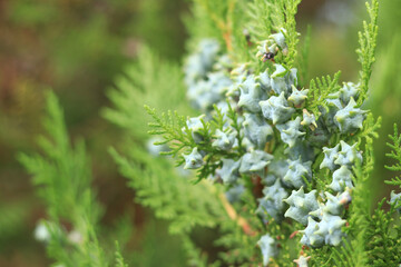 Fototapeta premium Thuja branches with young fruits. Green thuja tree with young fruits, close-up. Natural background
