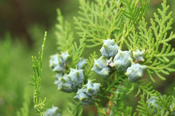 Thuja branches with young fruits. Green thuja tree with young fruits, close-up. Natural background