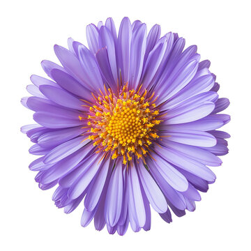 Close-up image of a vibrant purple daisy flower with a yellow center, showcasing detailed petals and a natural floral beauty.