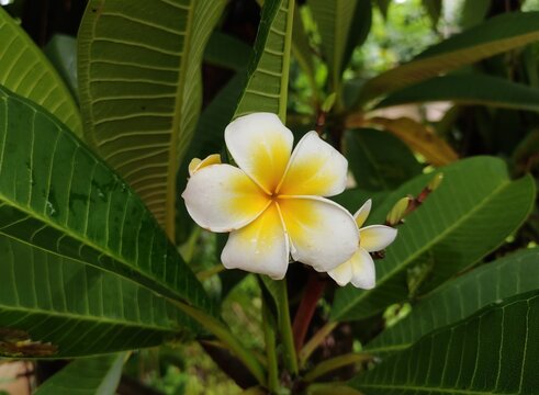 Plumeria also known as frangipani, is a genus of flowering plants. Most species are deciduous shrubs or small trees. These are often grown in tropical regions. 