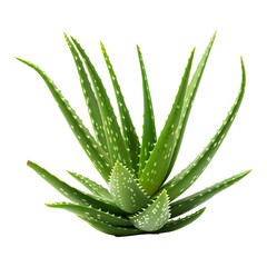 Organic green fresh aloe Vera transparent gel isolated on  PNG
