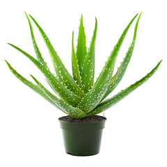 Organic green fresh aloe Vera transparent gel isolated on  PNG