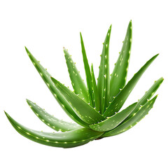 Organic green fresh aloe Vera transparent gel isolated on  PNG