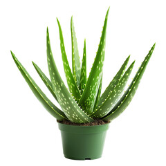 Organic green fresh aloe Vera transparent gel isolated on  PNG