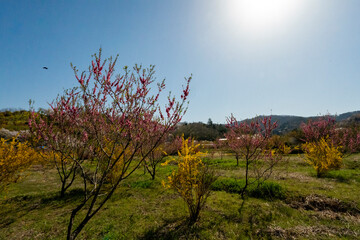 花見山公園の桜