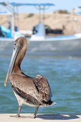 Brown pelican on the shore