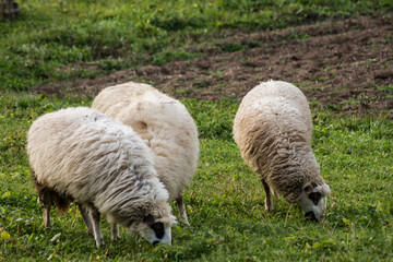 sheep and lambs