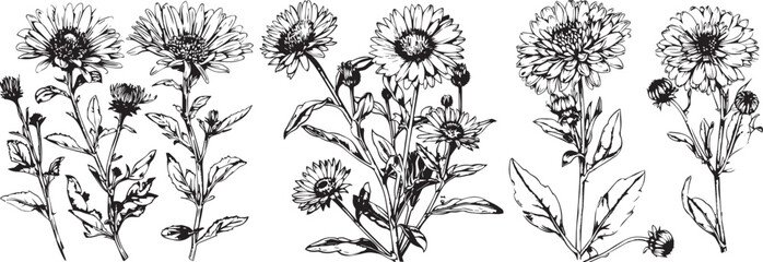 aster silhouettes