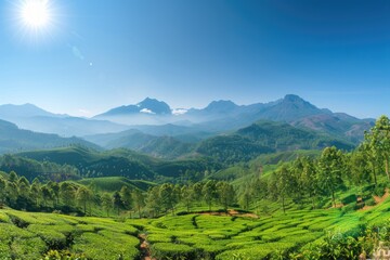 Obraz premium Tea plantation in the mountains