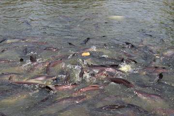 Many fish in the water. Freshwater fishing