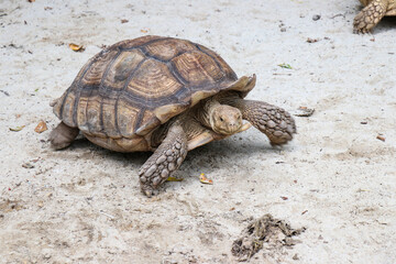 Big Turtles at the Zoo