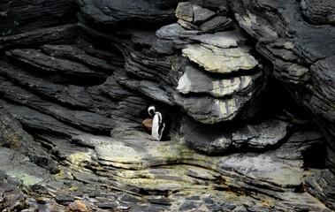 little penguin on the rock