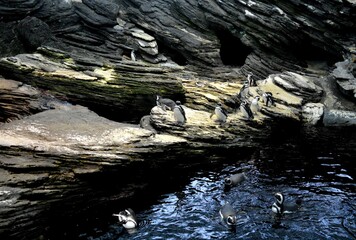 little penguin on the rock
