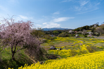 霞ヶ城公園の桜