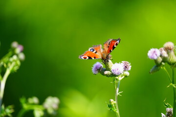 花にとまるクジャクチョウ