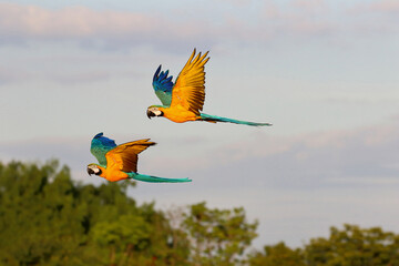 Beautiful Macaw parrots flying in the sky. Free flying bird