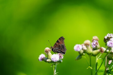 花にとまるクジャクチョウ